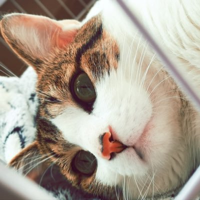 kuoching1028's profile picture. 关注代码和财经