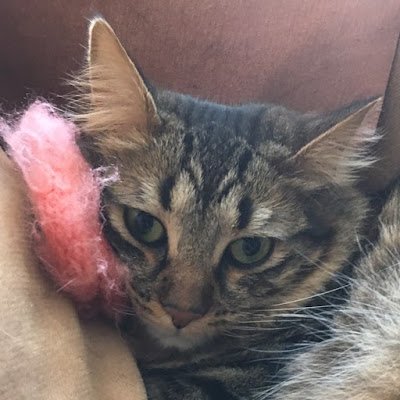 mefitis_'s profile picture. 