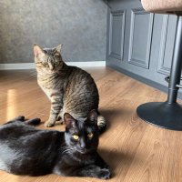 beercat_sapporo (@beercat_sapporo) Twitter profile photo