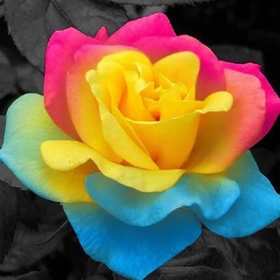 YellowWhiteR0se's profile picture. She/Her, Hypersexual Polyamorous Pansexual, Angel Mommy, Trying to Conceive, Zoo Keeper, Crafter, Train Lover; used to stream, rarely on twitch anymore