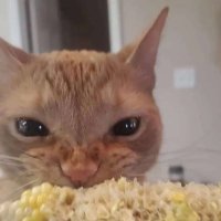 kornonthekob (@koby_dean) 's Twitter Profile