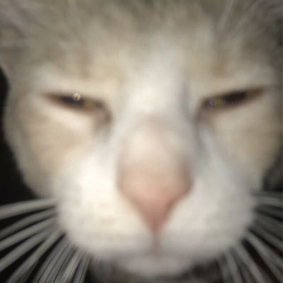 some cat ∀さんのプロフィール画像