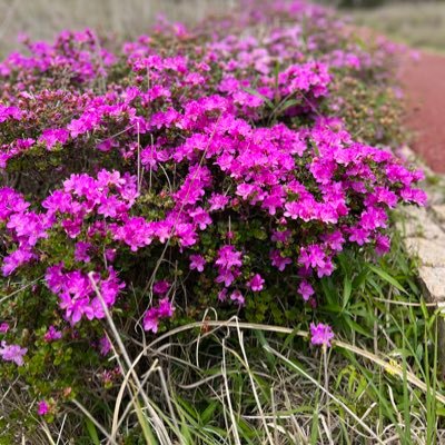 はじめまして(^O^)／ 宮崎県出身最近はゴルフ🏌️‍♂️はまってます。はやくコースデビューしたい✨身長180㎝ 体重おそらく80kg位 コロナが落ち着いたらジムに通う✨