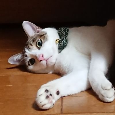 suutaikemenneko Profile Picture