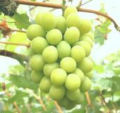 maskanprince's profile picture. マスカンです、よろしく