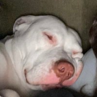 Archi (@__arceo__) 's Twitter Profile
