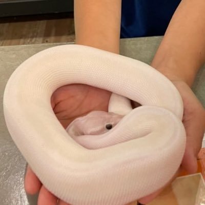 yi8VZ6DvhXNrWmE's profile picture. ボールパイソンを抱っこした時から虜です。
飼いたいので勉強中です！！
無言フォロー失礼します。