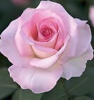 TeccKatie's profile picture. 