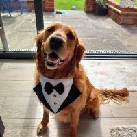 The Man With The Golden Retriever (@stevesanderstax) 's Twitter Profile Photo The Man With The Golden Retriever (@stevesanderstax) 's Twitter Profile Photo
