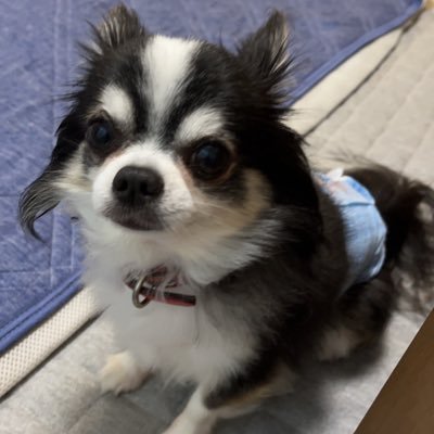 mini03045116's profile picture. レブル1100/CB650R🏍ワンコ派🐶時々つぶやきます😃無言フォロー失礼します。。