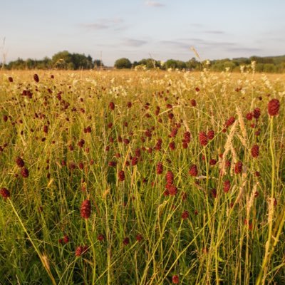 Long Mead’s Thames Valley Wildflower Meadow Restoration Project