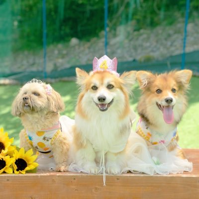 ペコ🐶2014年9月4日道端で倒れてた所を保護 ひまわり🌻2018年6月12日フラッフィーコーギーアル🍫2021年11月21日フラッフィーコーギーグーフィー🐶フラッフィーコーギー2001年6月13日~2018年6月30日🌈♡インスタもやってます😆インスタID @mitsuru177cm