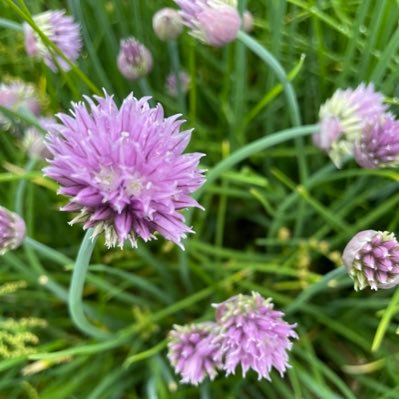 Vice  Principal Napanee District Secondary School, part-time community volunteer, garden fan, quilting fan - so a sower and a sewer? (she/her)