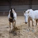 Jim_irish_mustang - @IrishMustang - Twitter