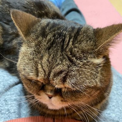 msmakt2's profile picture. かつてジュニア担でした～ 🫣  仙くん応援してます🙌お猫様の病院代のため労働に励んでます🥹