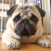 the pug_lover(@thepuglover6) 's Twitter Profile Photo