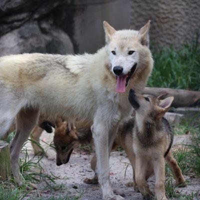 動物関係アカ。(夏はあまり行きません。)
動物園巡り🔰、カメラ🔰
猫科の他もふもふっ子が好きです。
無言フォローすみません。
誤字脱字多いです。
無断転載禁止。
Reproducing all or any part of the contents is prohibited.