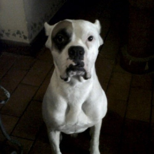 MateoBike's profile picture. GGGgggggRRRRrrr wwwuuufffffff ggggrrrrr TRADUCCION: Mascota de Antonio CALCIBON Guzman