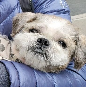 Warrior_Girl411's profile picture. 