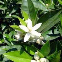 Hassamsari's profile picture. 