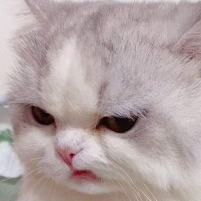 lindo gato 🪵🍨🥕さんのプロフィール画像