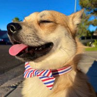 Brenden 🐶 (@code_brenden) 's Twitter Profile Photo Brenden 🐶 (@code_brenden) 's Twitter Profile Photo