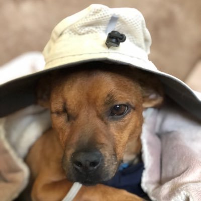CorinneIAThomas's profile picture. 