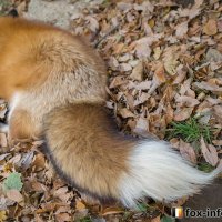 狐の尻尾(@UifxGYcJHDxyXQG) 's Twitter Profileg