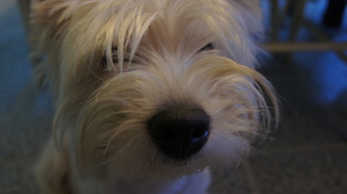 ramiropodolsky's profile picture. 