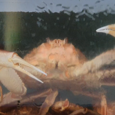 Animals990's profile picture. Z