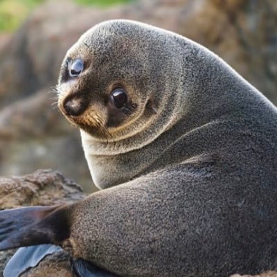 wompyre's profile picture. ccccccc