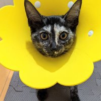 ohanoko(黒猫おはぎ・サビ猫かのこ)(@ohanoko0302) 's Twitter Profile Photo