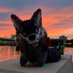 Soapyfries (Arek) (@arekthewolf) Twitter profile photo Soapyfries (Arek) (@arekthewolf) Twitter profile photo