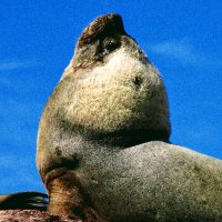 Sea Lion (@juancreaghe) 's Twitter Profile