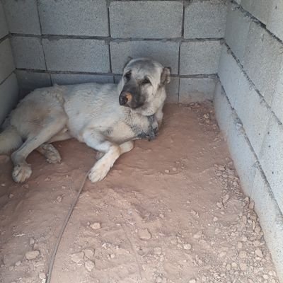 MikailK72209809's profile picture. tek erkek