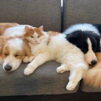 ユッケ・ロック・レヴィ🐱🐶 (@yukkerockrevy) 's Twitter Profile