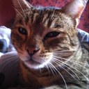 Leanne Pitt - @tylerluchia10 - Twitter