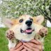 Moka the Corgi (@mokathecorgi) Twitter profile photo