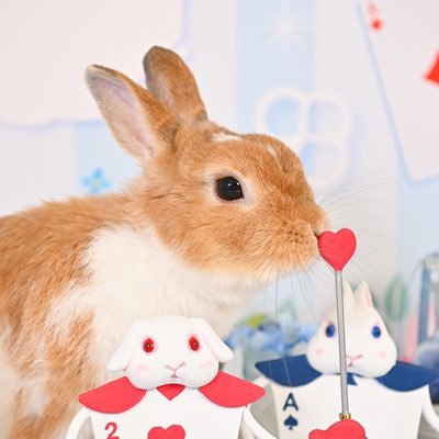 アウトドア派🥰動物大好き🐶うさぎのCocoちゃんとの暮らし🐇趣味は登山＆サイクリング⛰🚴雨の日は映画、刺繍、料理研究🍴ディズニー好き🐭MT車命❣️ 今年ピアノ始めました🎹オートキャンプ始めます←今ここ