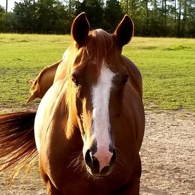 Just a sorrel pony, living in Mississippi, shitting everywhere.
Spokesmare for American Quarter Horses for Joe Biden. Biden/Harris 24!