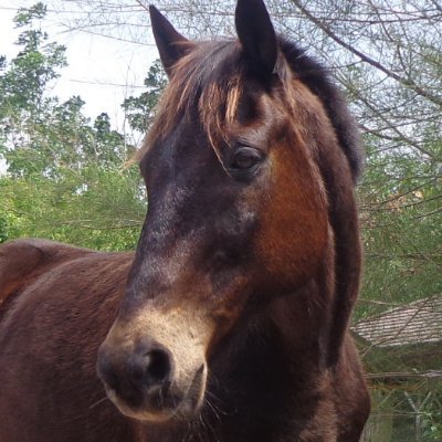 HELP  NEEDED Not a charity,  but help horses and cats in Thailand . Also pro-se litigant in Las Vegas probate HELL re Mom's estate ChristyKSweet(at)GMail