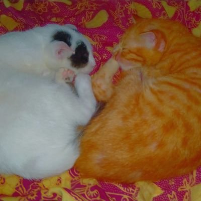 YouTube Me : ( Kucing BoDca ) https://t.co/HhMbC0xCla