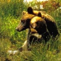 北海道熊研究会 Hokkaido Bear Research Association(@bear_HBRA) 's Twitter Profile Photo