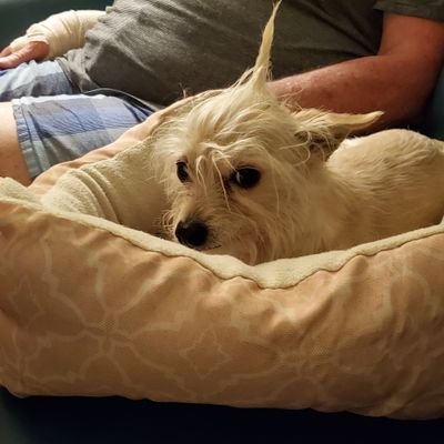 LaurieP88352547's profile picture. old white lady. liberal. love sci fi. vaccines save lives.