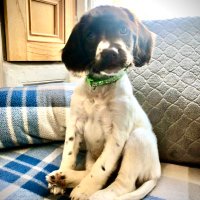 A J Spaniel (@springerspaniel) 's Twitter Profile