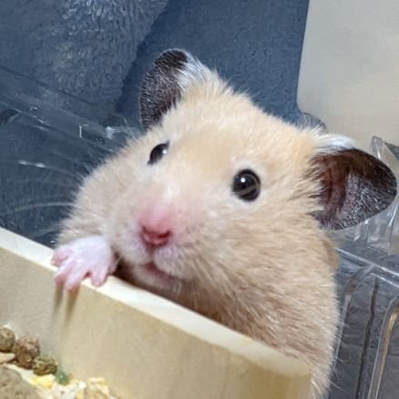 けさんのプロフィール画像