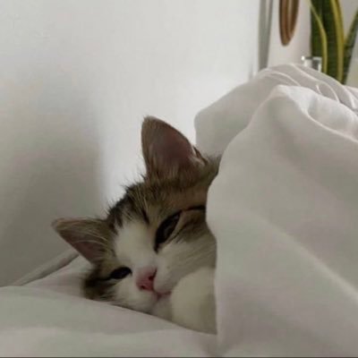 fueccoco's profile picture. 