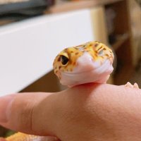 べいちゃんくん (@valorant_bey) 's Twitter Profile