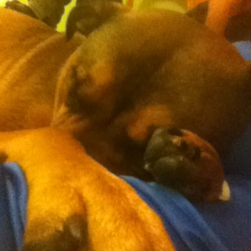 pureweddedbliss's profile picture. im a wedding planner and owner of Wedded Bliss Events. buisness is still growing and being established