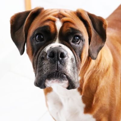 Welcome to the #boxerdog Lovers page!✌
Follow us for smile☺
This page is dedicated for all #boxerdog Owners and Lovers